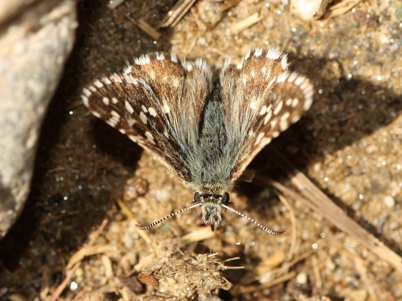 Due Pyrgus da identificare - Pyrgus malvoides, Hesperiidae